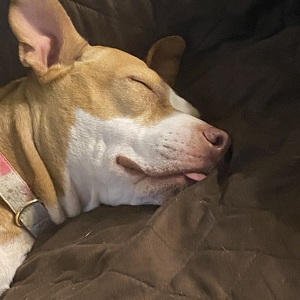 Fundraising Page: Isabella Morini